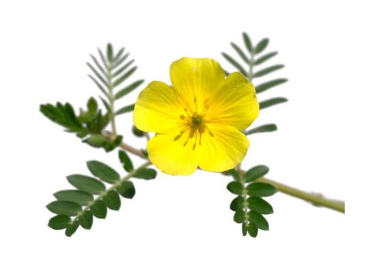 Gluconol Tribulus terrestris içerir